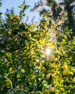 盖尔南维尔The Stavrand的树叶上阳光灿烂的苹果树