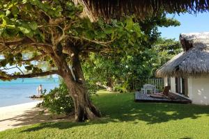 莫雷阿Villa Meheana的坐在海滩旁的草地上的树