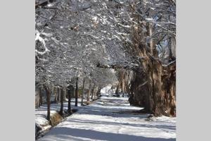 图努扬Casa en El Manzano Histórico, Valle de Uco的两边都有树木的雪覆盖的小径