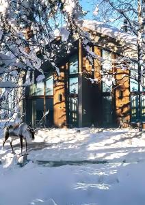 罗瓦涅米天际别墅酒店的狼在房子前面的雪中行走