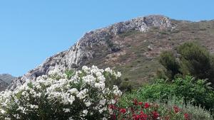 马赛Chambre privée avec Piscine的前面有白色花的山