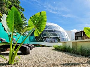 瓜纳卡斯特Ubuntu Glamping的前面有大植物的玻璃房子