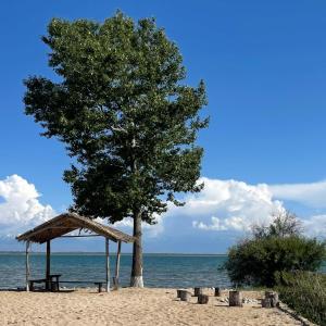 KuturgaУсадьба Кутурга的海滩上的树和野餐桌