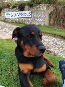 NobsaHotel Cabañas El Rincón de las Campanas的一只黑棕色的狗坐在草地上