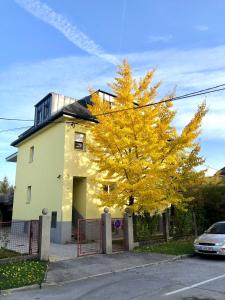 卢布尔雅那Soska 5的白色房子前面的黄树