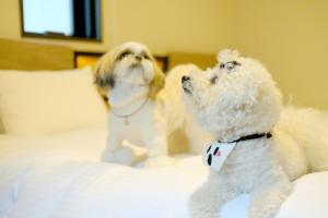 东京ICI HOTEL Asakusabashi的两只白狗坐在床上