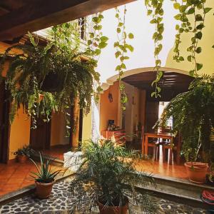 危地马拉安地瓜Hotel Casa Sofia的天花板上有很多盆栽植物的房间