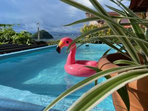 塔沃加Cerrito Tropical Eco Lodge的植物旁边的游泳池里的粉红色橡皮鸭