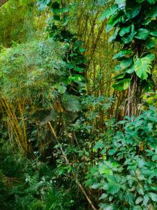希洛Wild Ginger Hotel的一片林中满是绿色植物