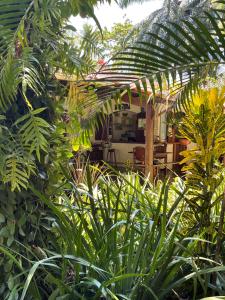 伊尔哈德博伊巴Pousada Horizonte Azul的一座花园,在房子前面种植了绿色植物