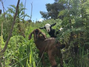 NaturYurt的两只山羊站在高大的草地上