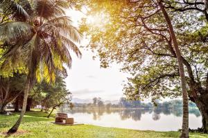 吉隆坡Titiwangsa Cabin Retreats by Vale Pine的一座拥有湖泊和棕榈树的公园