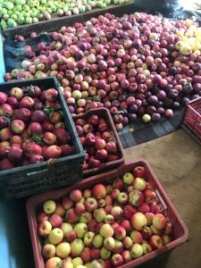 Saspul GömpaSumdo saspotse farmstay的市场里展示的一篮子苹果