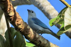 Cool ShadeGumbo Limbo Jungle Resort的 ⁇ 在树枝上的蓝鸟