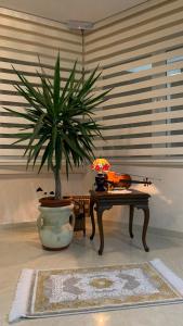乌尔齐尼Guest House Nuhii的一间有桌子和小提琴的房间的植物