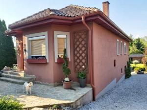 BalassagyarmatNyirjes Vendégház的一只狗站在一个小房子前面