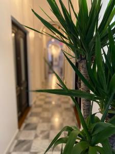 圣胡安352 Guest House Hotel Boutique的走廊前的绿色植物