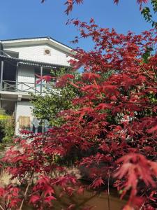 雅安伴山院子的房子前面有红叶的树