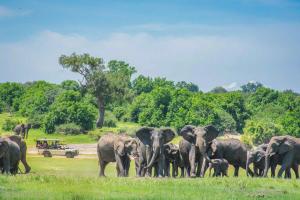 卡萨内Chobe Safari Lodges的一群大象站在田野里