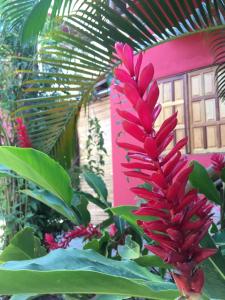 伊塔卡雷Vila Hibisco Itacaré的粉红色建筑前的红花