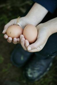 玛格丽特河玛格丽特河畔小屋的手上拿着两个鸡蛋的人