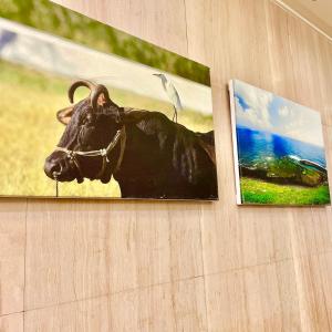 马公丰国大饭店的挂在墙上的两幅牛的照片