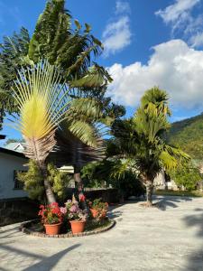博瓦隆花园自助式公寓的种有棕榈树和花盆的花园