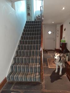阿尔弗斯顿Saltcotes Farm的一只狗站在房子楼梯旁