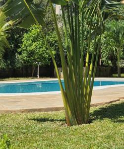 乌昆达The Swimming Ostrich的游泳池旁的草木上的棕榈树