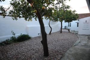 古勒冈Casa do Tio Zé的白色房子前面的橘子树