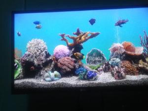 阿瓜迪亚布里萨斯博林肯公寓的鱼缸里满是许多珊瑚和鱼
