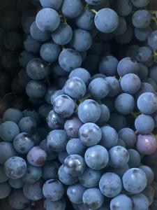 卢米亚Recanto Suíço的一堆堆在彼此顶上的蓝色葡萄