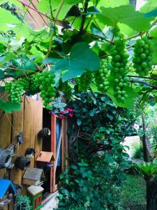 卢米亚Recanto Suíço的挂在树上的一束绿色葡萄