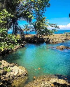 卡维塔Manta Ray's Cahuita Apart.的棕榈树和海洋的海水游泳池