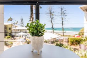 库鲁姆海滩Coolum Beachside Studio的坐在窗边桌子上的花瓶里的植物