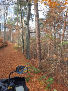 OrlatPensiune Marginimea Sibiului的停在树林里的小径上的摩托车