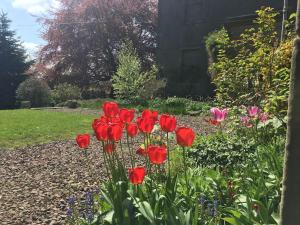斯温顿Swinton Manse & Gardens的花园里的一群红色花
