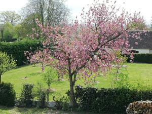 Saint-Michel-la-ForêtVilla Maëlla, studio rez-de-jardin的院子里一棵树,上面有粉红色的花