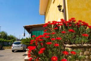 阿里恰加利福尼亚酒店的一座建筑前的红花丛