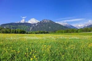 柯尼希斯湖畔舍瑙Ferienwohnung Triembachhof的山 ⁇ 的花田