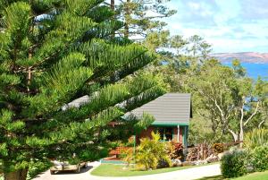 彭特派因Coast Norfolk Island的房子前面的圣诞树