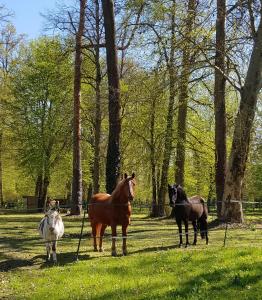 埃尔芒翁维尔Les Sabots du Parc的一群马站在田野里