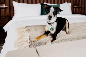 德梅因Surety Hotel的狗坐在床上