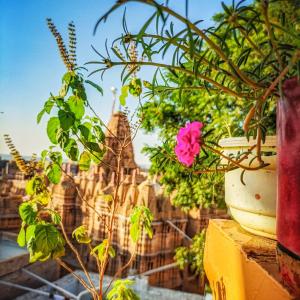 斋沙默尔泥镜旅馆的一种盆栽植物,有城堡背景