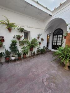 阿尔科斯-德拉弗龙特拉Casa Cuna的白色墙壁上种有盆栽植物的庭院