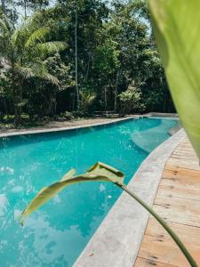 马尔多纳多港Kapievi Ecovillage的前方种植着植物的蓝色游泳池