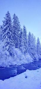 斯拉夫西克Родинна оселя的河旁的积雪覆盖着一群树木