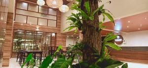 长滩岛长滩岛皮科洛酒店的一间拥有树木和桌椅的房间