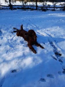 阿斯蒂Tenuta degli Angeli Rossi的一只狗躺在雪中