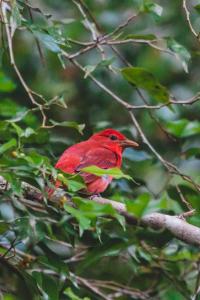 希门尼斯港Chosa Manglar Suites的树枝上的红鸟